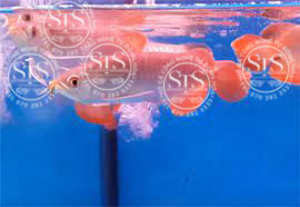 Huyết Long Super Red Size nhỏ H004